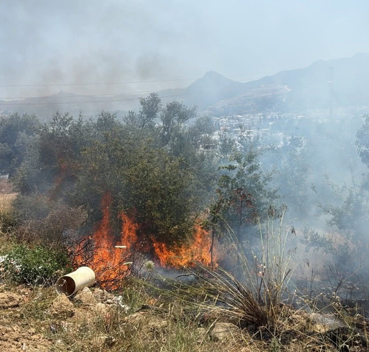 Bodrum Turgutreis’te makilik alanda yangın çıktı!