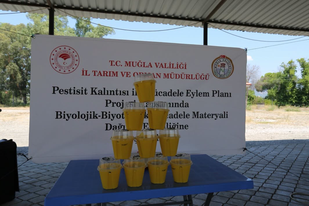 “Turunçgil Üretiminde Akdeniz Meyve Sineğine Karşı Biyoteknik Mücadele”